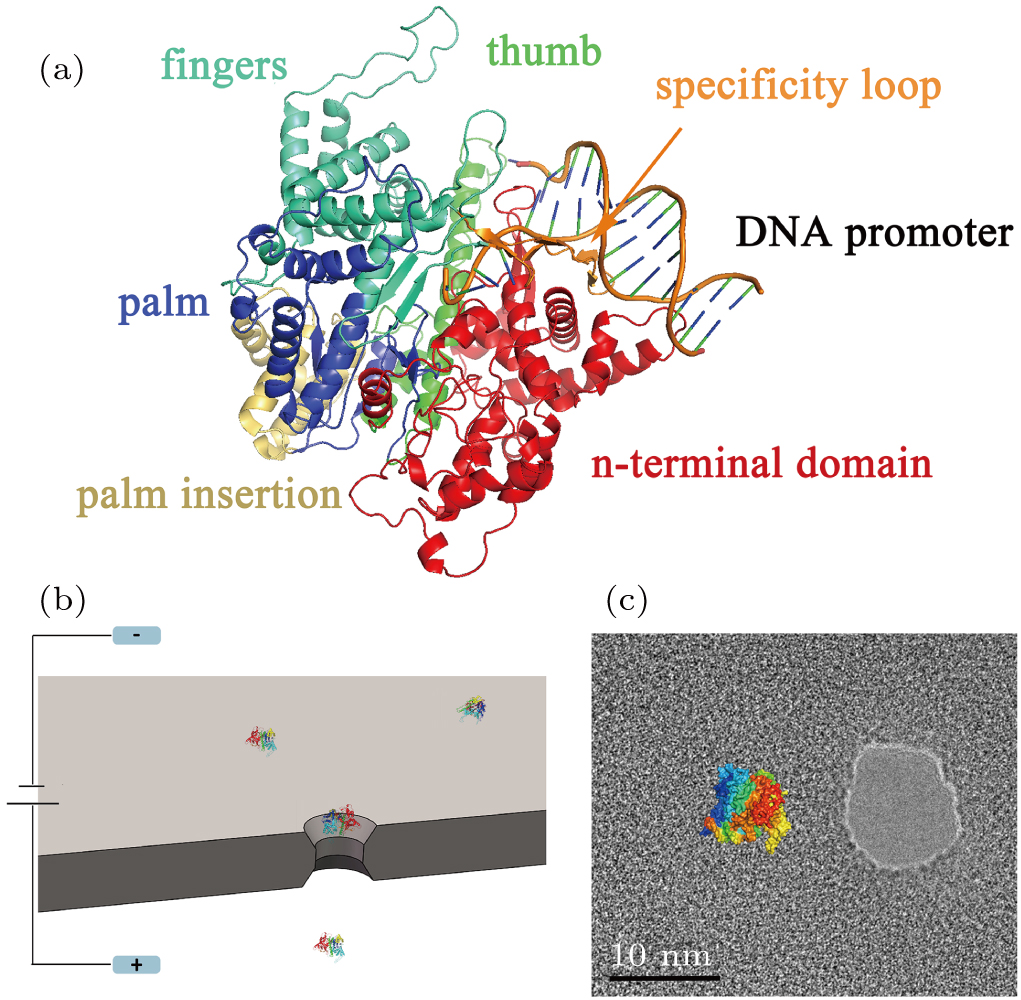 Probing conformational change of T7 RNA polymerase and DNA complex by ...