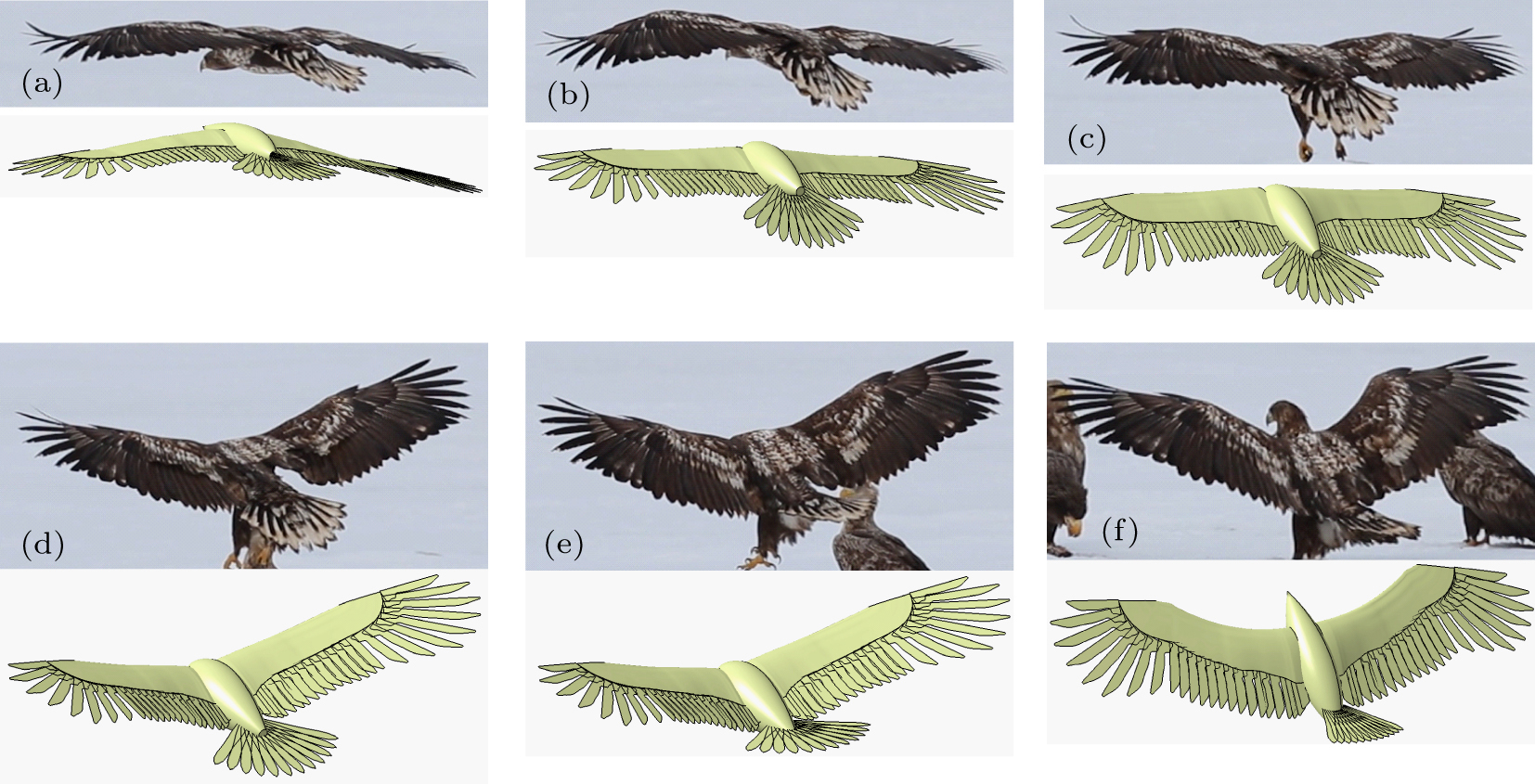 eagle wing anatomy
